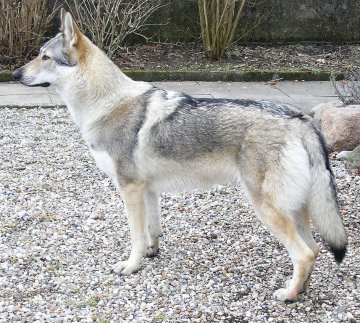 Czechoslovakian wolfdog.jpg